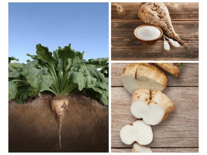 Three stages of sugarbeet growth